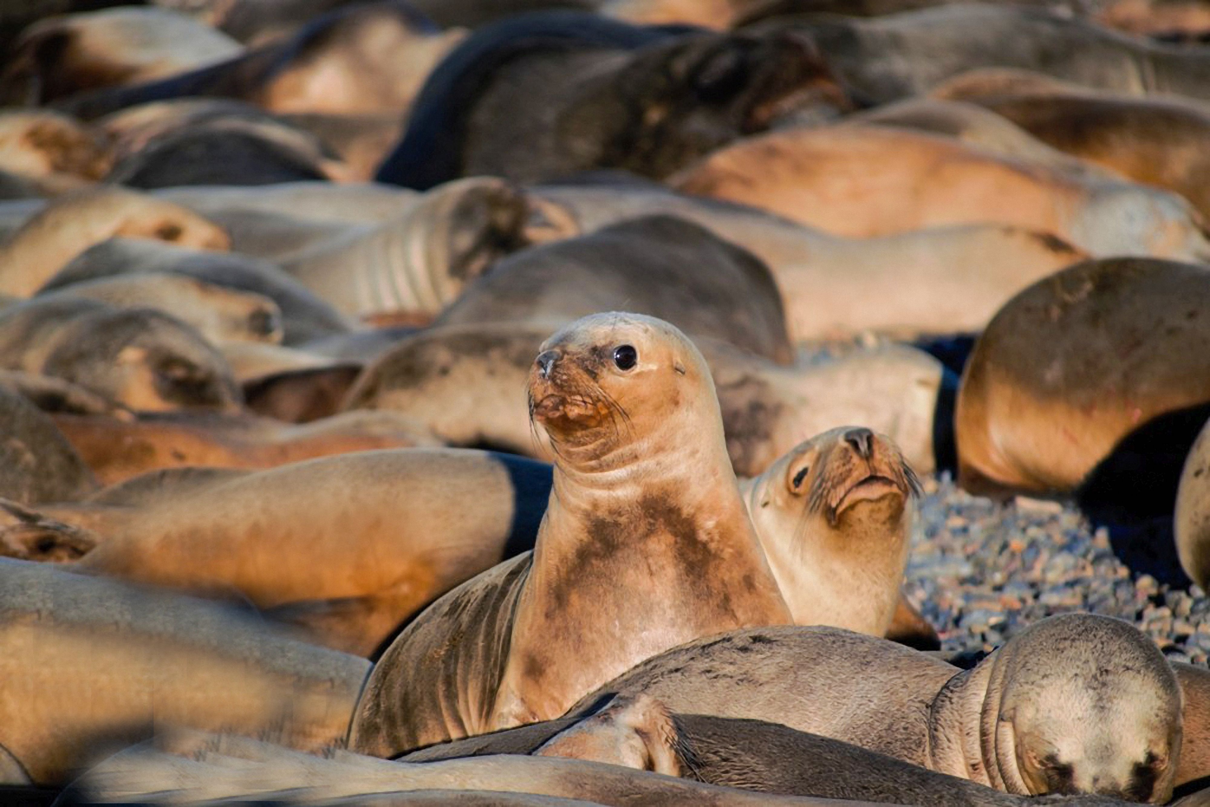 A large colony of sea lions sunbathing on a rocky shoreline in Neuquén, Argentina.