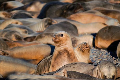 Free A large colony of sea lions sunbathing on a rocky shoreline in Neuquén, Argentina. Stock Photo