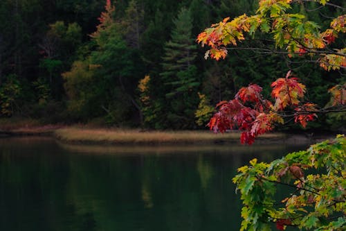 Foto profissional grátis de árvores, floresta, lago