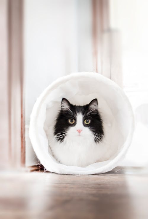 Free Cat Sitting Inside A Plastic Ring Stock Photo