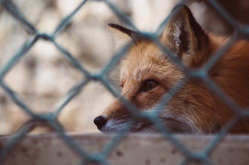 キツネのクローズアップ写真