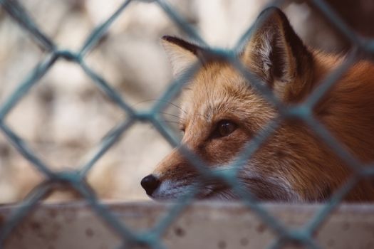 fox photo