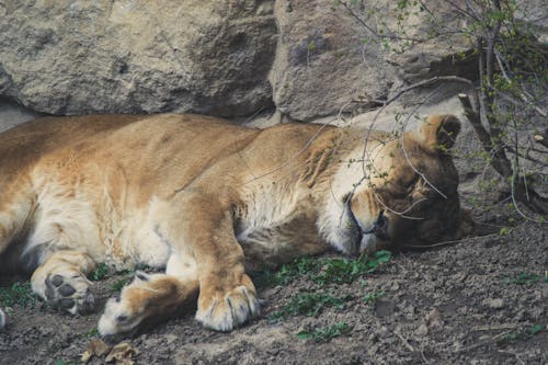 Lioness Lying on Grey Dirt Near Grey Rock