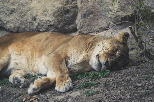 Free A serene lioness asleep on the earth, showcasing wildlife tranquility. Stock Photo