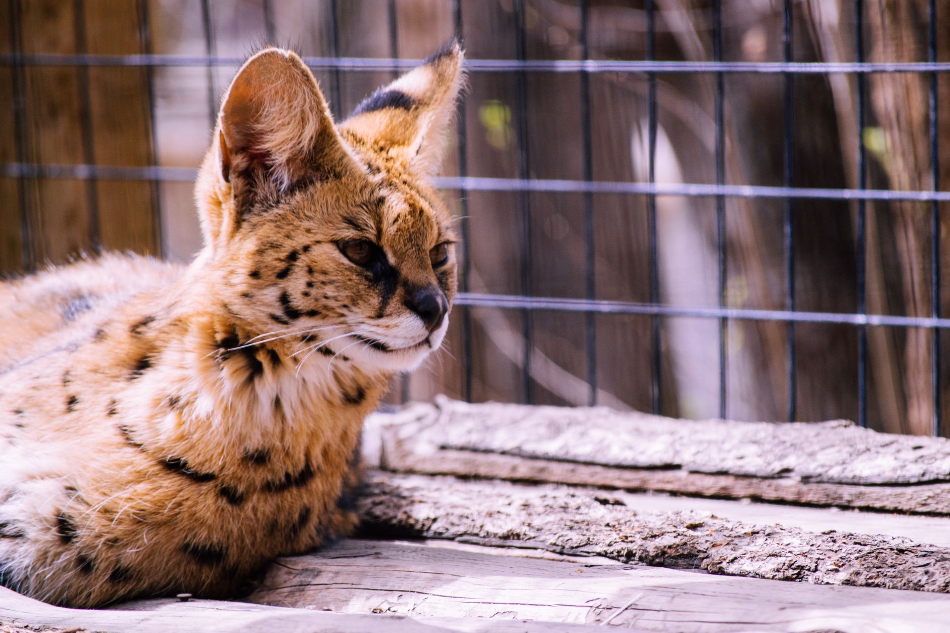 Kafeste duran bir serval