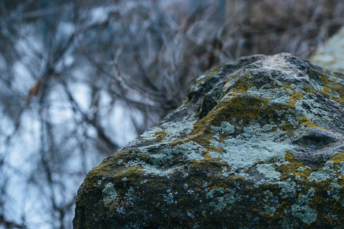 Free Gray Concrete Stone With Green Mold Stock Photo