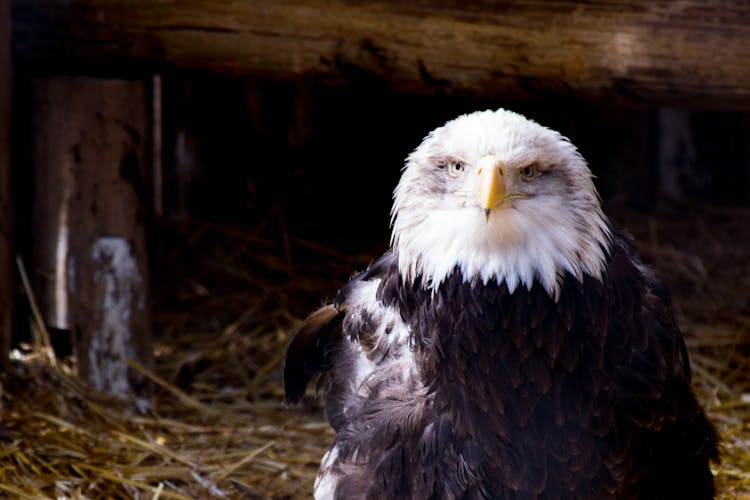 Black And White Eagle On Nest