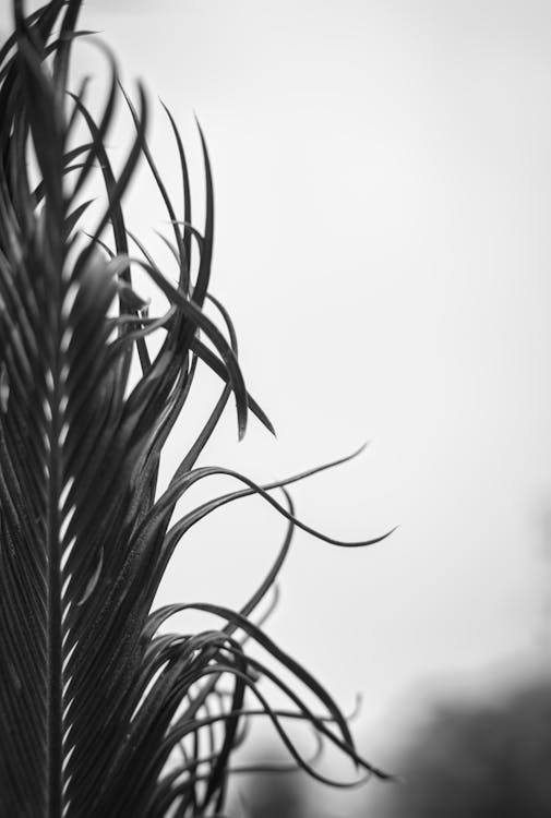 Black and White Photo of Palm Leaves