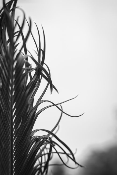 Free Artistic black and white close-up of palm leaves with a blurred background, highlighting texture. Stock Photo