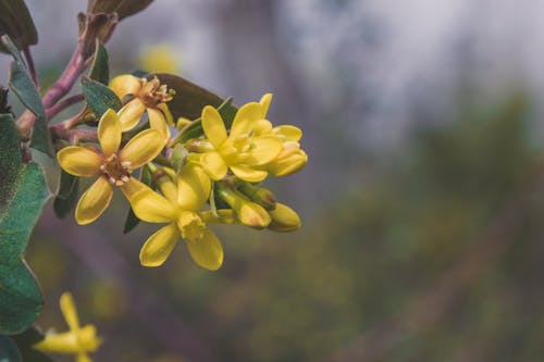 Fotobanka s bezplatnými fotkami na tému flóra, kvet, kvet ovocného stromu