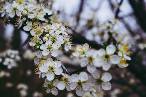 Мелкофокусная фотография белых цветов