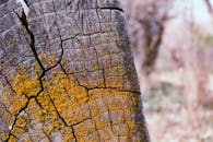 秋天的森林里，树皮开裂处覆盖着黄色地衣的细节