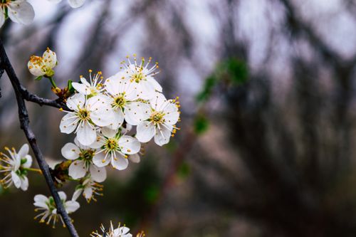 Free A detailed shot of white blossoms against a blurred background, capturing the essence of spring. Stock Photo