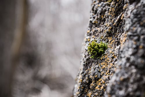 Ondiepe Focus Van Groene Doorbladerde Plant