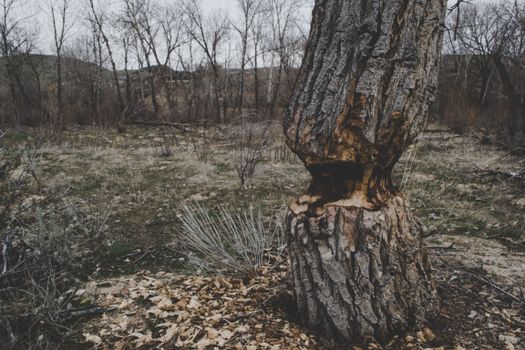 Curtea Constituțională, decizie privind evaluarea pagubelor la vegetația forestieră