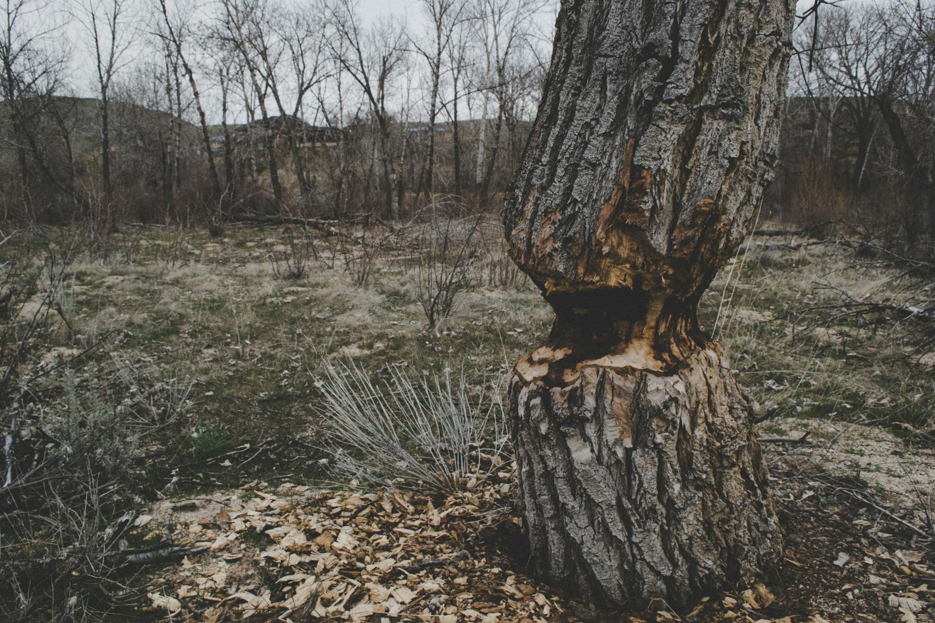 Capture of a winter forest showing a tree with bark damage surrounded by bare trees.