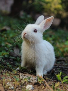 İtalya temalı peynir, zeytin ve kraker içeren atıştırmalık kutusu