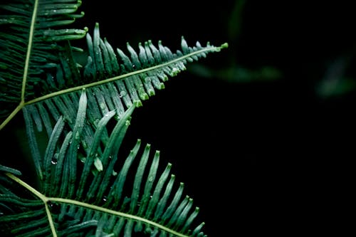 Close Upfoto Van Green Fern Plant