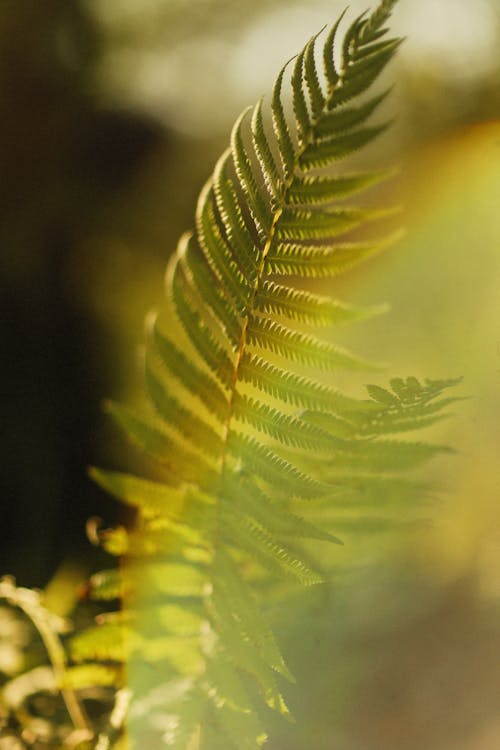 Close-Up Shot of Green Fern Plant