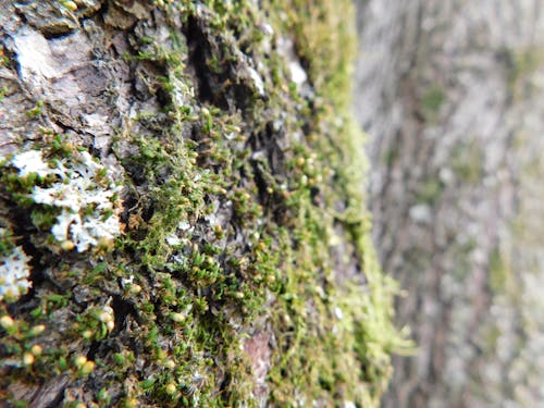 Free stock photo of bark, forest, lichen