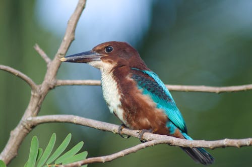 Close-Up Shot of Kingfisher Perched on Tree Branch
