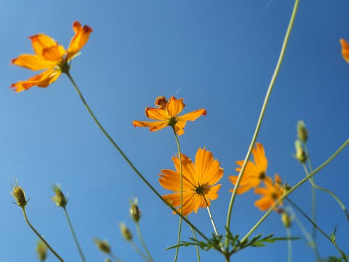 Immagine gratuita di bellissimo, botanico, cielo azzurro