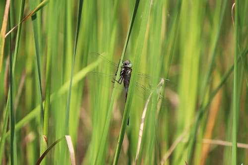 Macro Photography of Dragonfly on Blade of Grass
