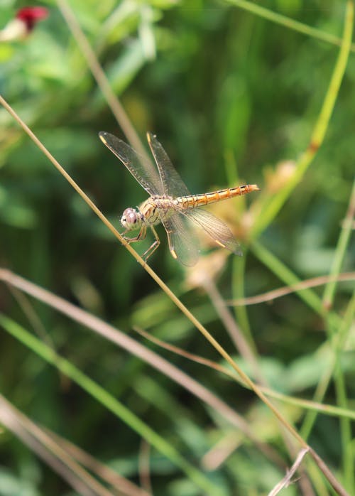Close-up of a Dragonfly