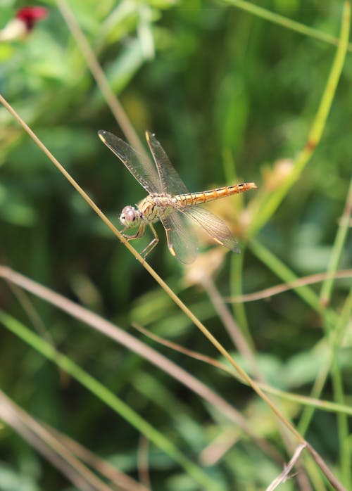 Základová fotografie zdarma na téma anisoptera, členovec, detail