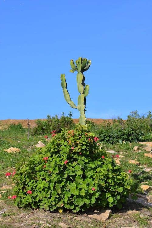Free stock photo of cactus, flowers, green Stock Photo