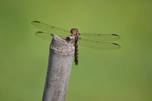 Detailed macro shot of a dragonfly perched on a stick against a blurred green background.