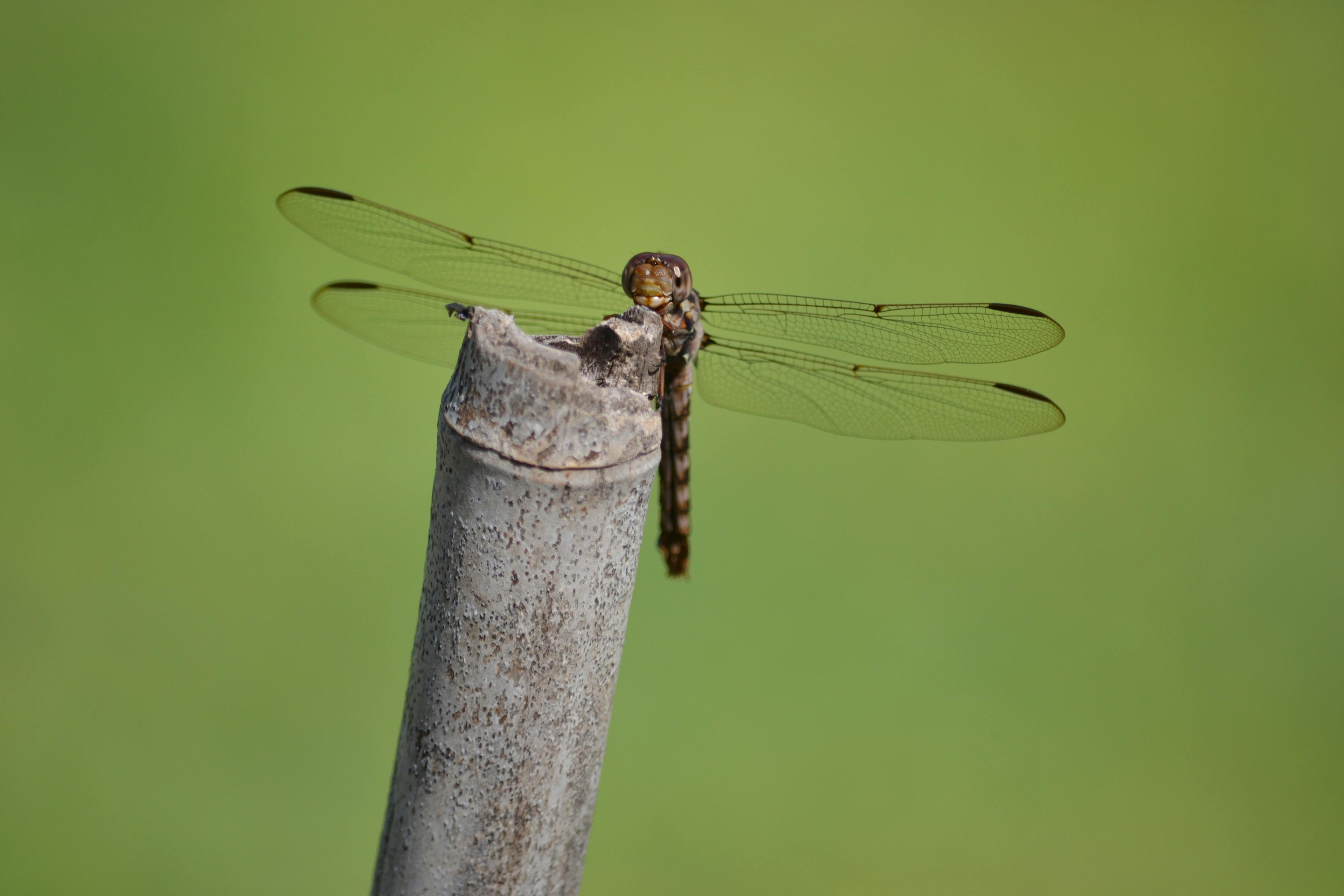 Brown and Black Dragonfly Perching on Brown Bamboo Stick