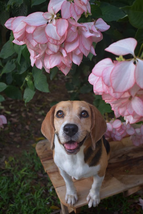 Fotobanka s bezplatnými fotkami na tému beagle, cicavec, listy