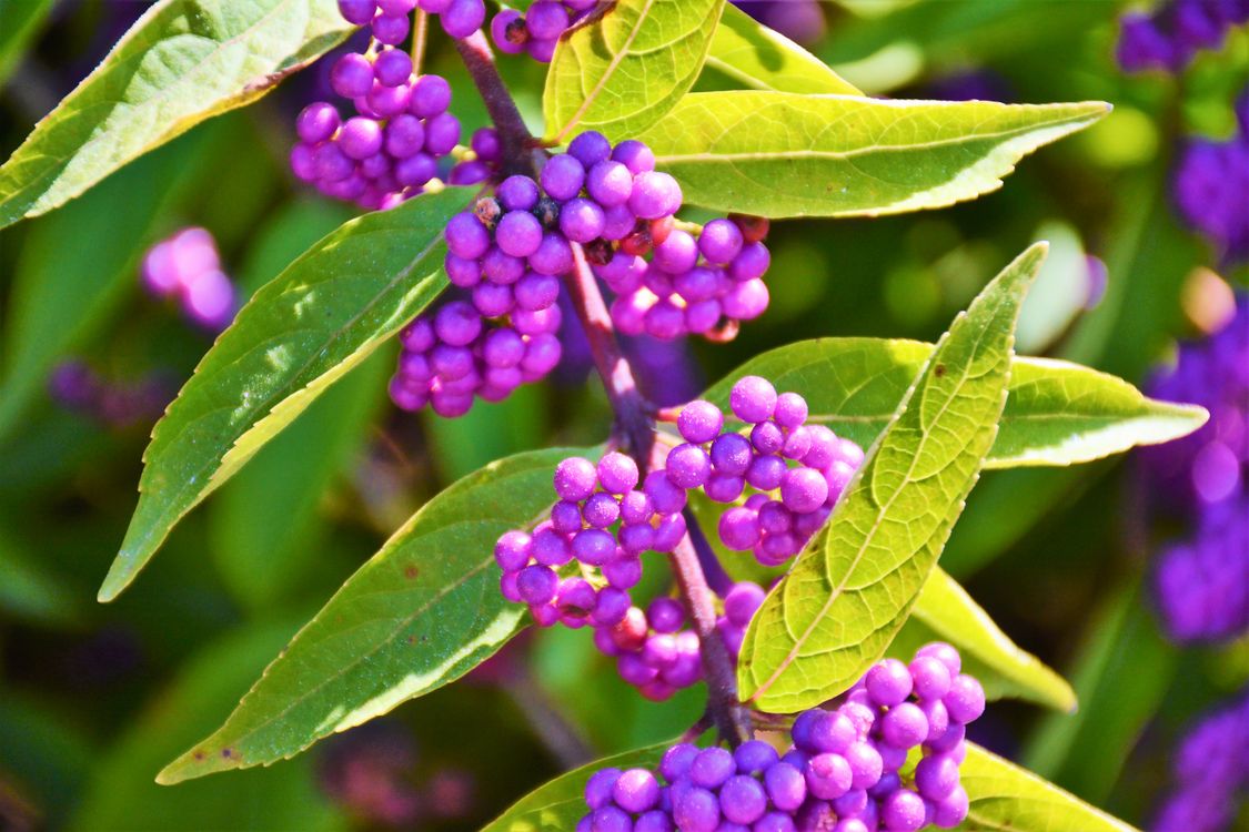 Kostenloses Foto Zum Thema Beere Beeren Flora Kostenloses Foto Zum Thema Beere Beeren Flora