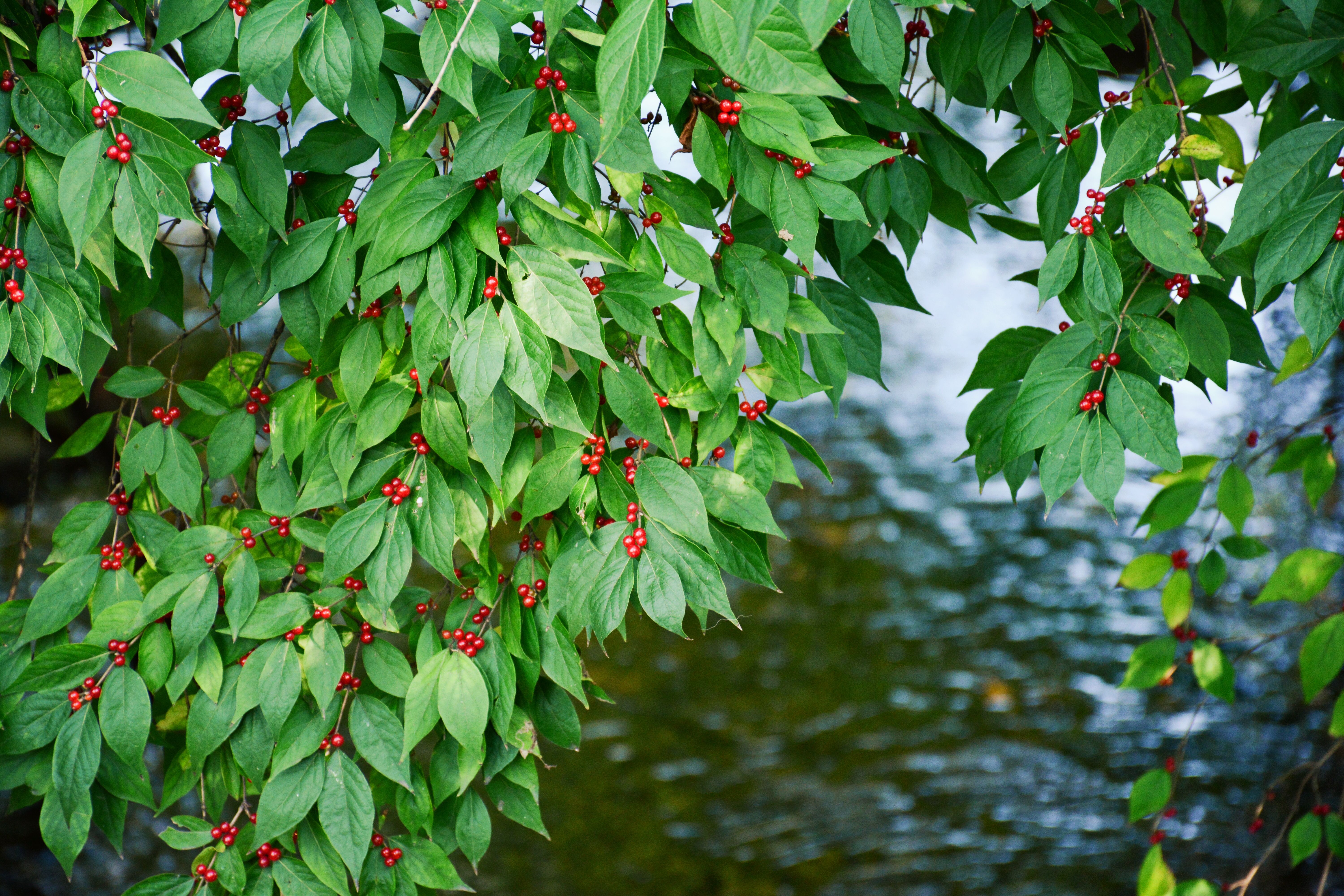 Kostenloses Foto Zum Thema Baum Beere Beeren
