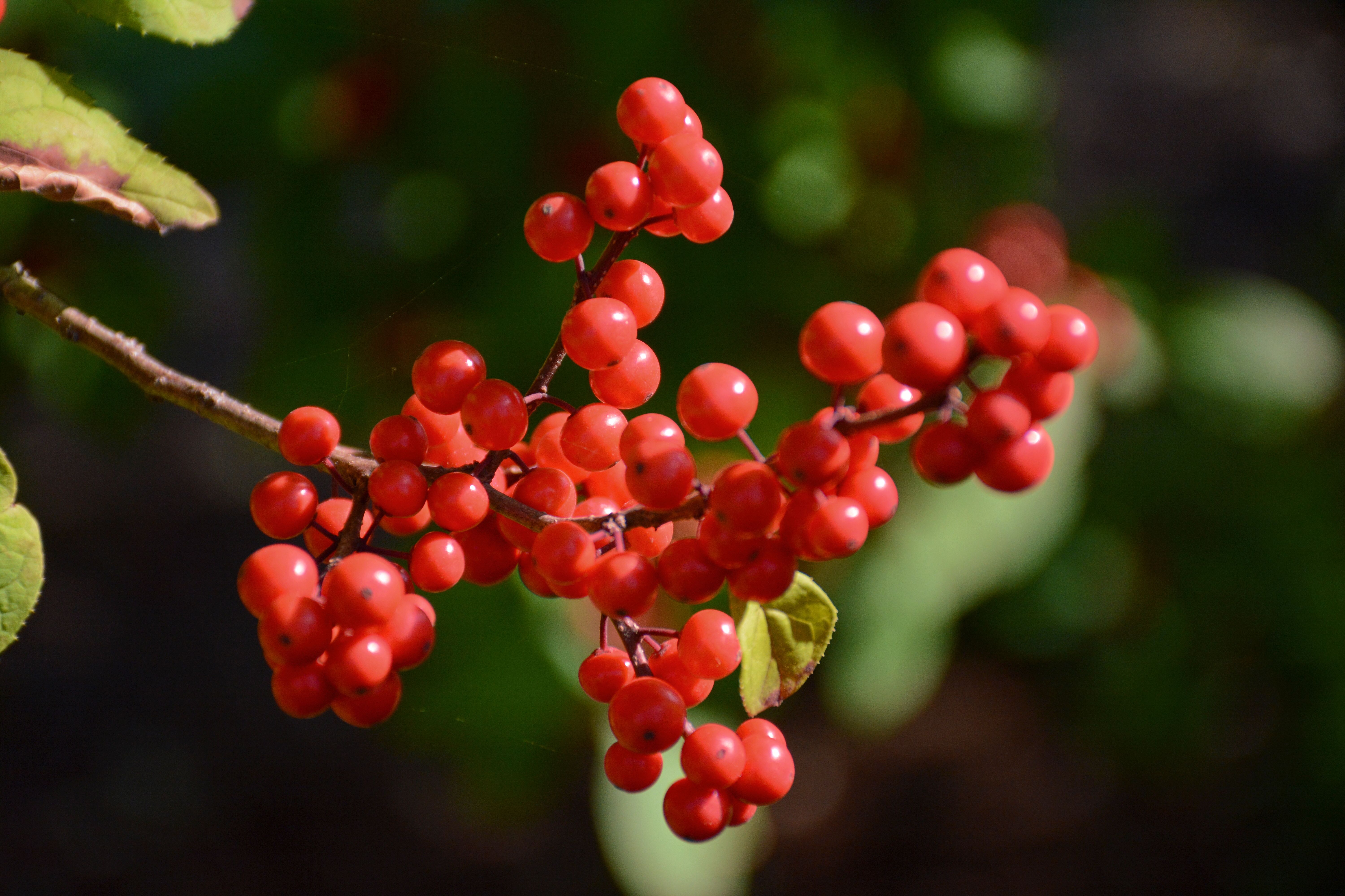 Kostenloses Foto zum Thema: baum, beere, beeren