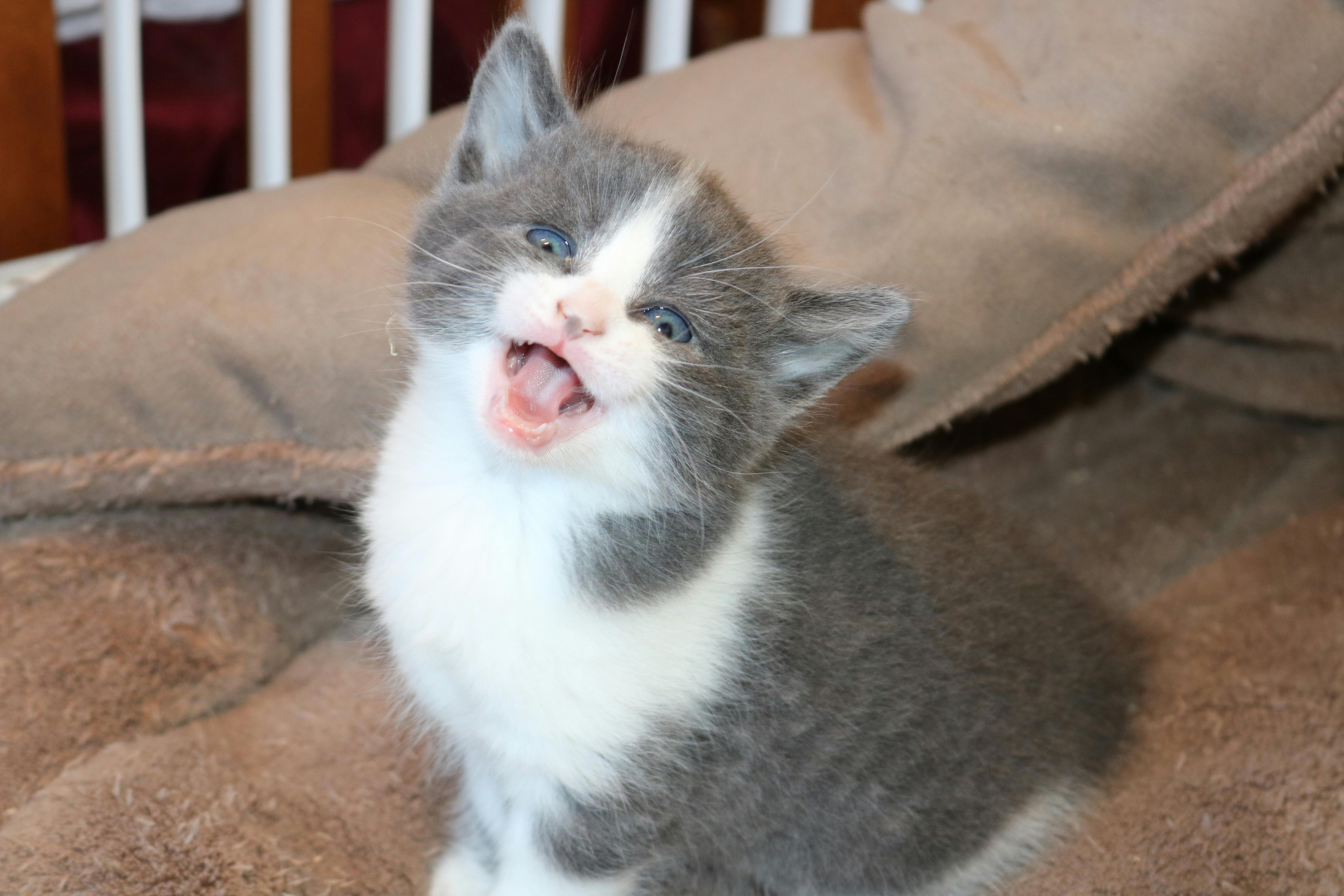 ネコ 子猫の無料の写真素材