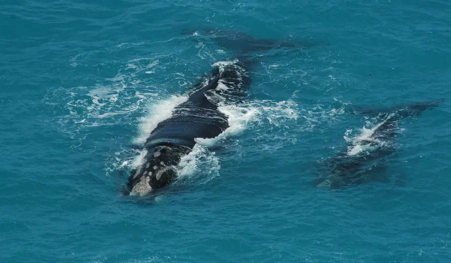 Une baleine franche australe, emblème de la péninsule Valdès.