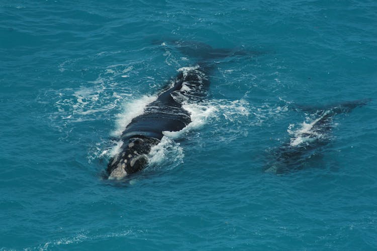 Whales Swimming In The Ocean