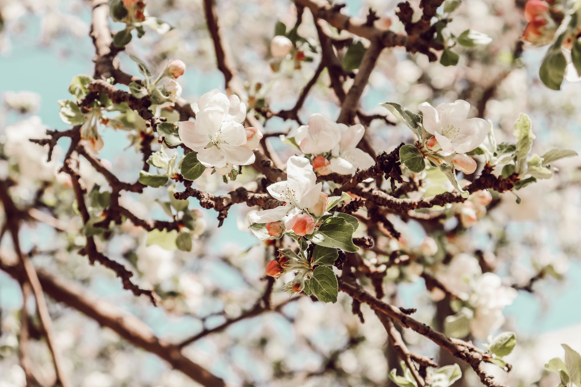 Closeup of a blooming apple tree branch with white flowers under the spring sun.