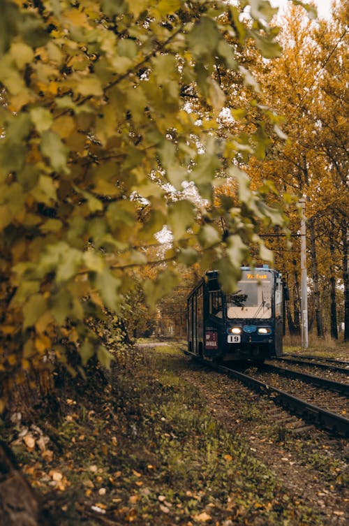 Imagine de stoc gratuită din antrena, arbori, cale ferată