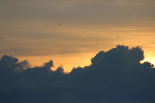 Free Silhouetted dark clouds with a bird at sunset create a dramatic sky scene. Stock Photo