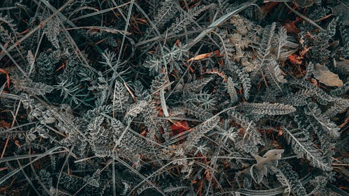 Kostenloses Stock Foto zu blätter, flatlay, gefroren