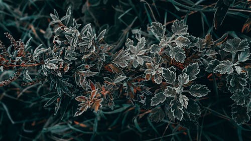 A Fresh Green Leaves