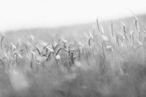 Grayscale Photo of Wheat