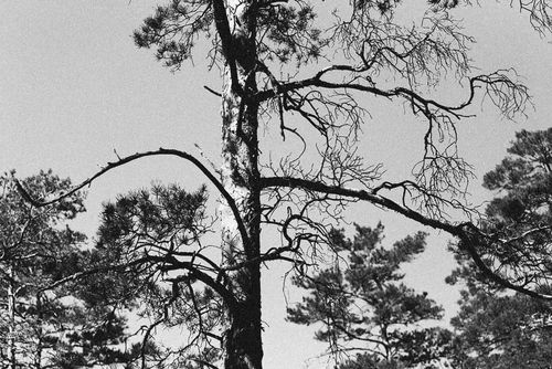 Free Black-and-white photo of a withered, leafless tree in a forest setting. Stock Photo