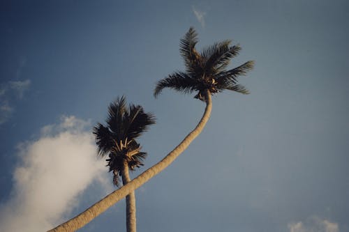 Základová fotografie zdarma na téma kokosová palma, modrá obloha, palma
