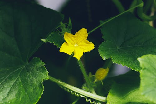 Shallow Focus Photo of Blooming Yellow Flower With Green Leaves