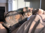 一只安静的虎斑猫沐浴着阳光，躺在舒适的室内沙发上，捕捉到宁静的时刻