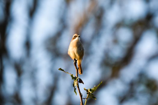 Brown Bird Perched on a Tree Branch
